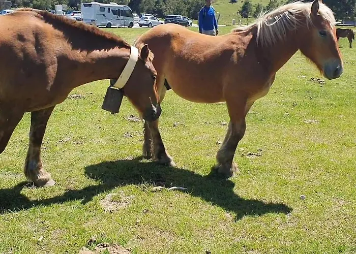 Апартаменты La Poule Au Pot Pieds Des Pistes Font Romeu Pyrenees 2000 Bolquere